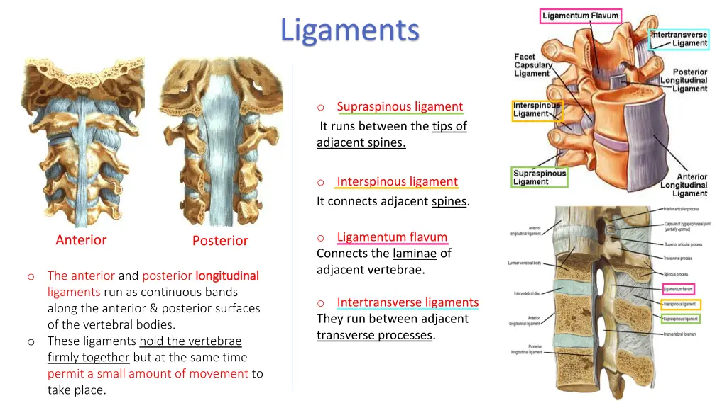 intertransverse ligament between cervical