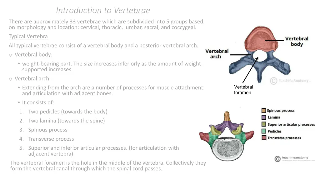 introduction to vertebrae