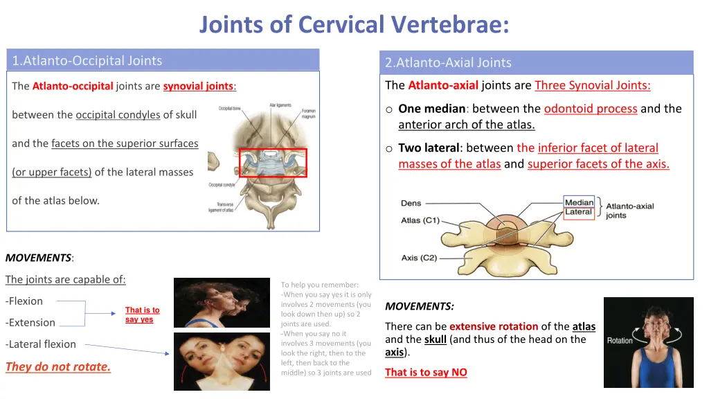 joints of cervical vertebrae