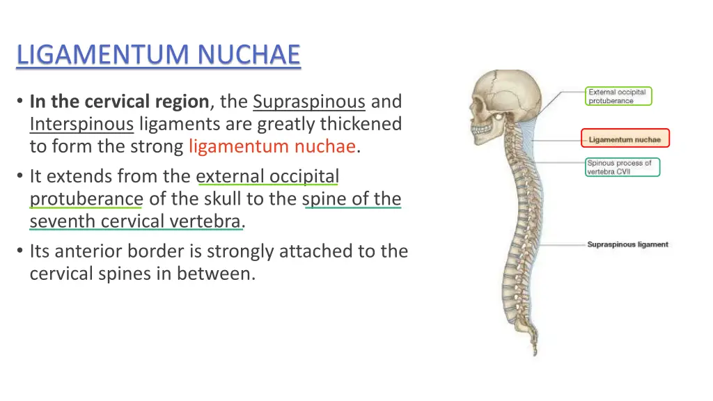 ligamentum nuchae