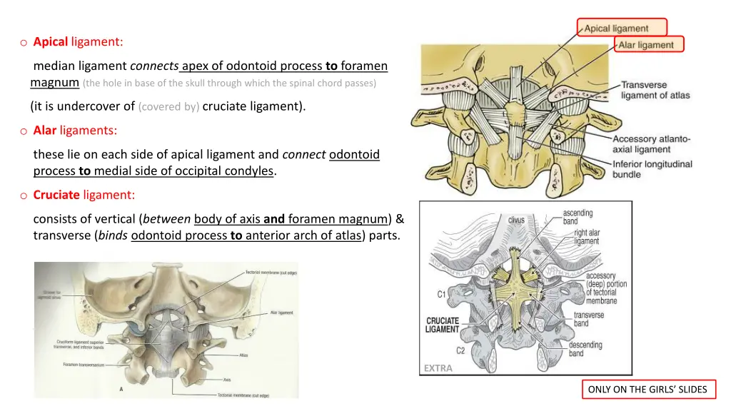 o apical ligament