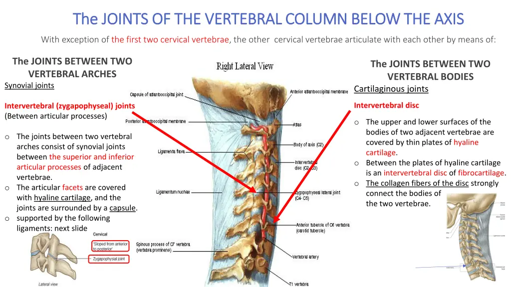 the joints of the vertebral column below the axis