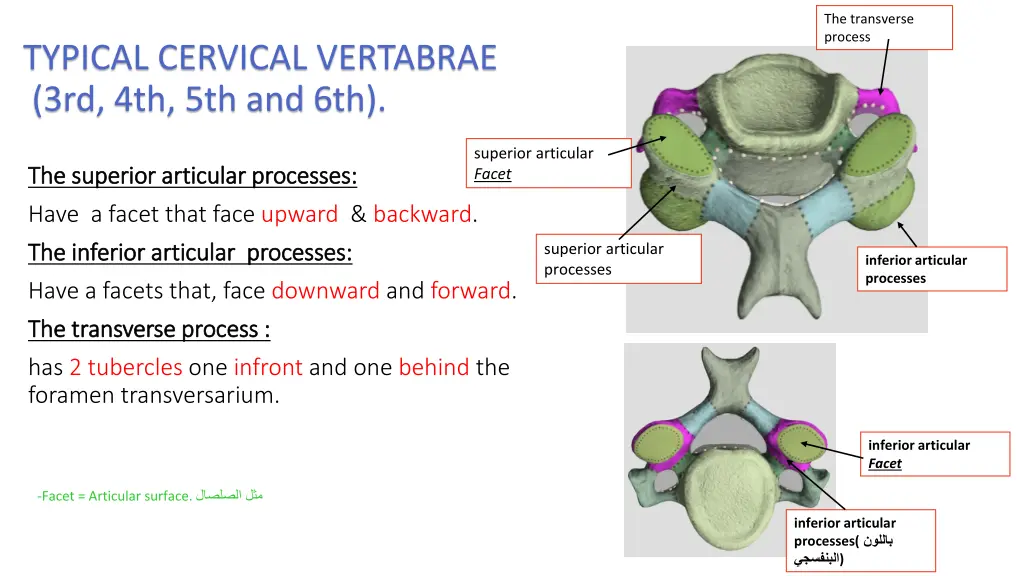 the transverse process