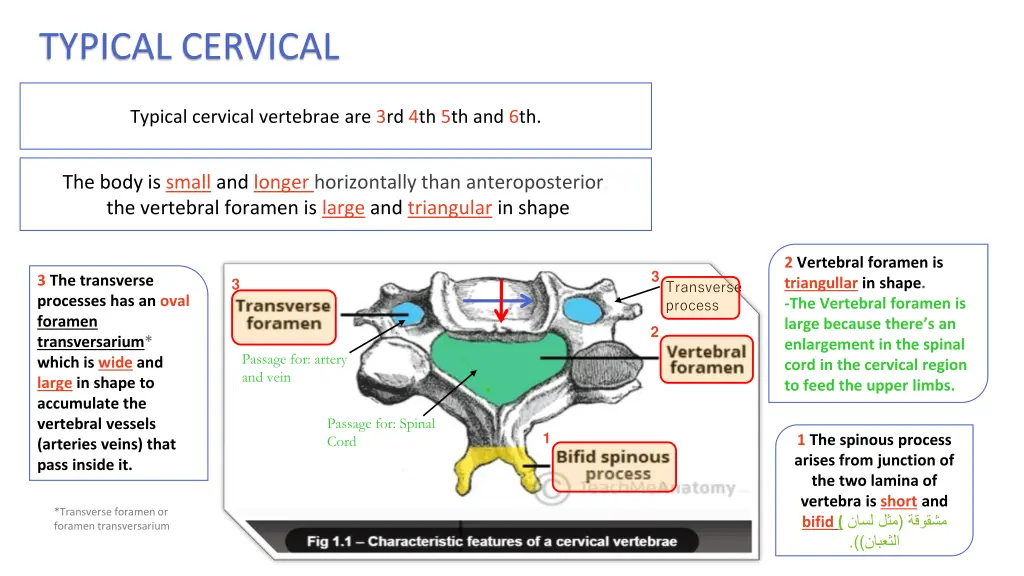 typical cervical