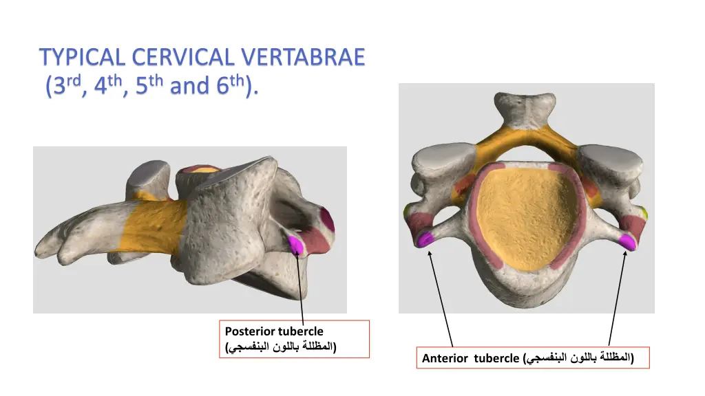 typical cervical vertabrae 3 rd 4 th 5 th and 6 th