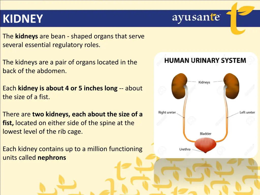 kidney