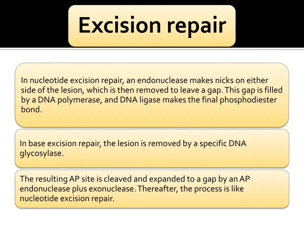 excision repair