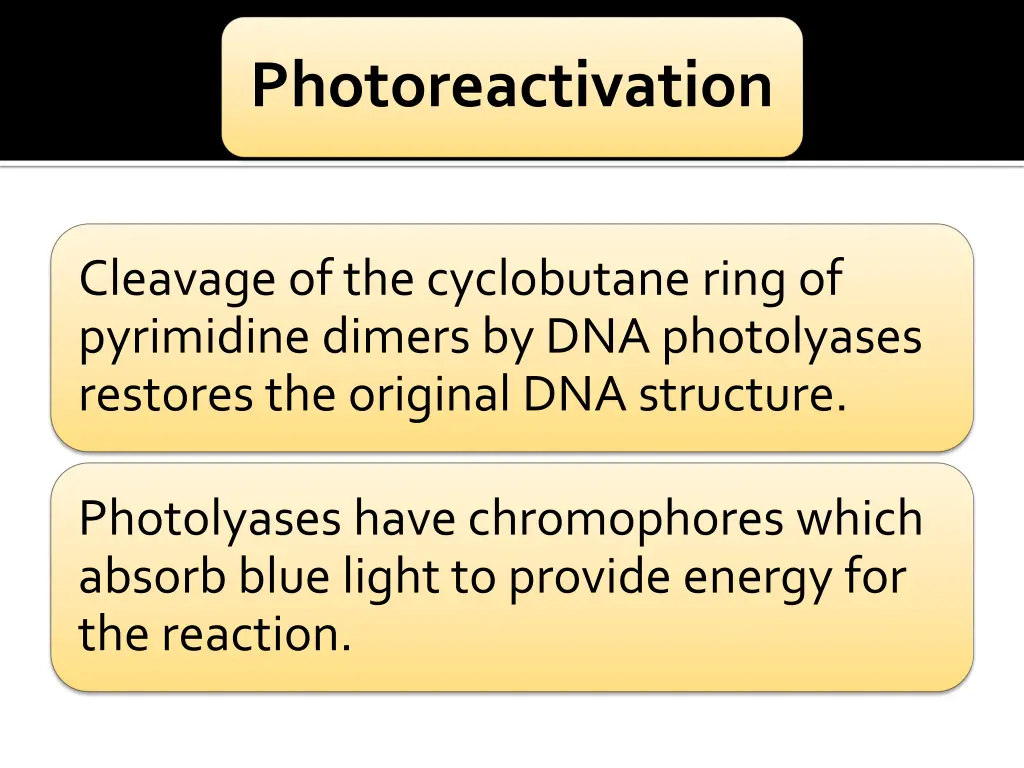 photoreactivation