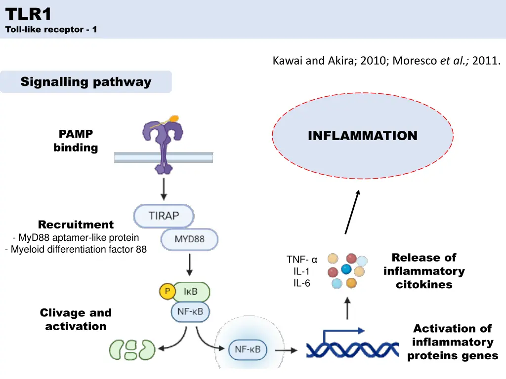 tlr1 toll like receptor 1 1