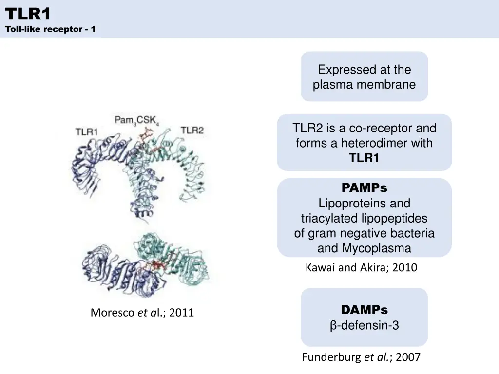 tlr1 toll like receptor 1