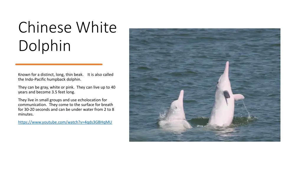 chinese white dolphin