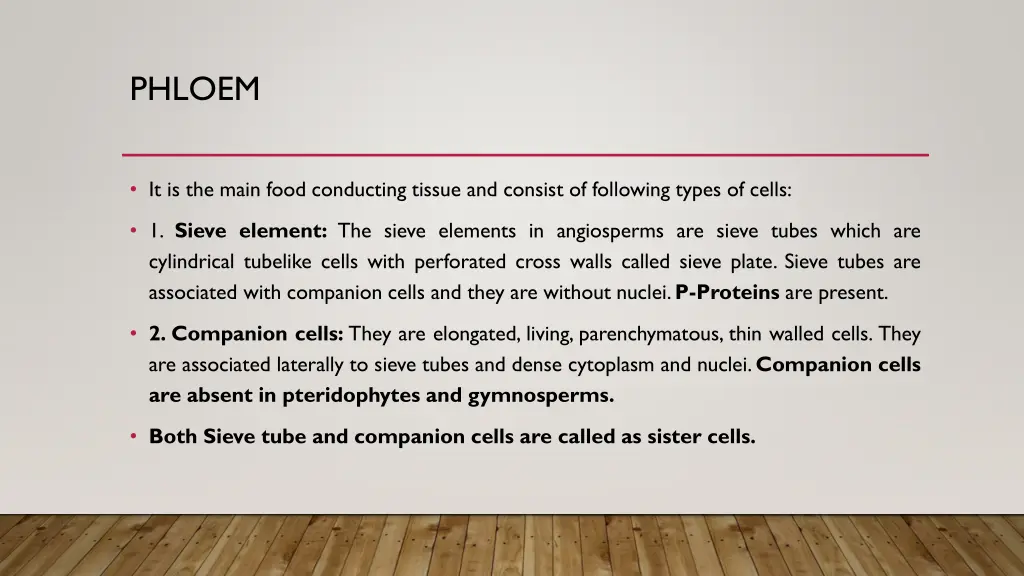 phloem