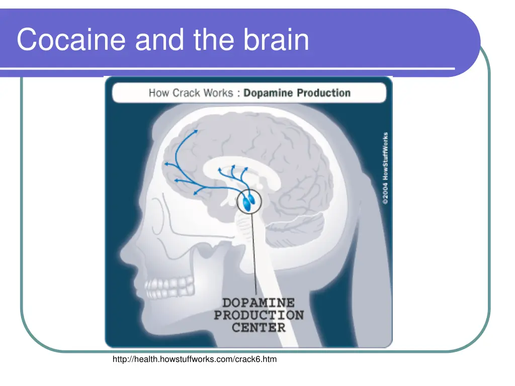 cocaine and the brain