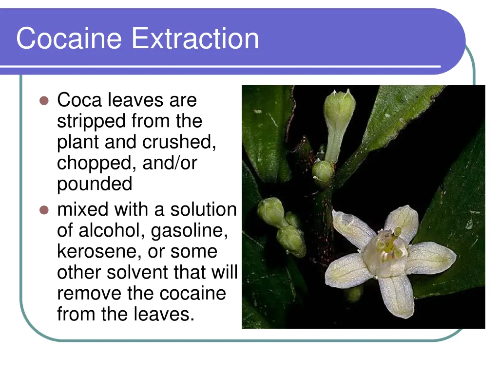 cocaine extraction