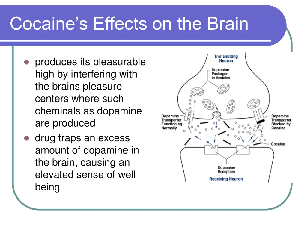 cocaine s effects on the brain