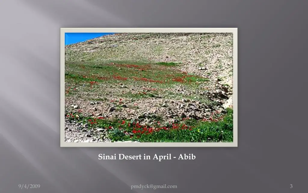 sinai desert in april abib