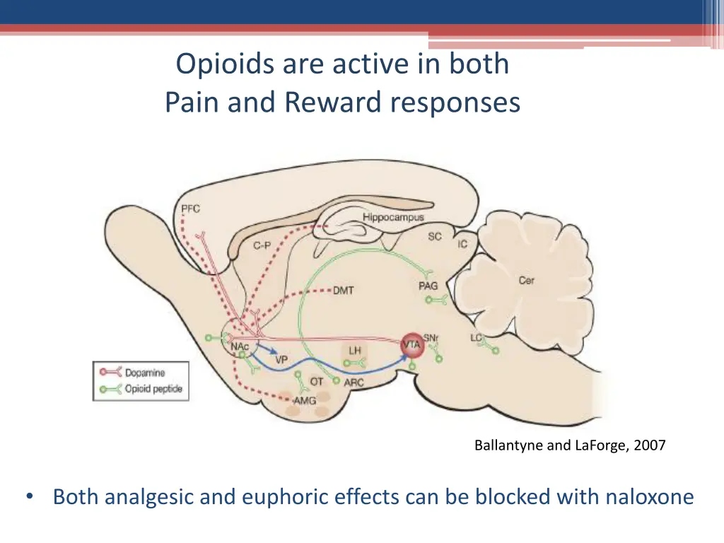 opioids are active in both pain and reward