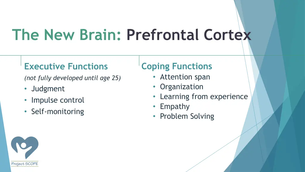 the new brain prefrontal cortex