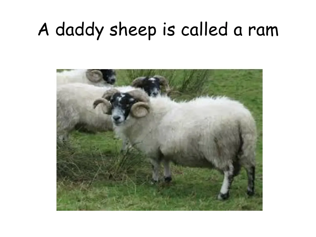 a daddy sheep is called a ram