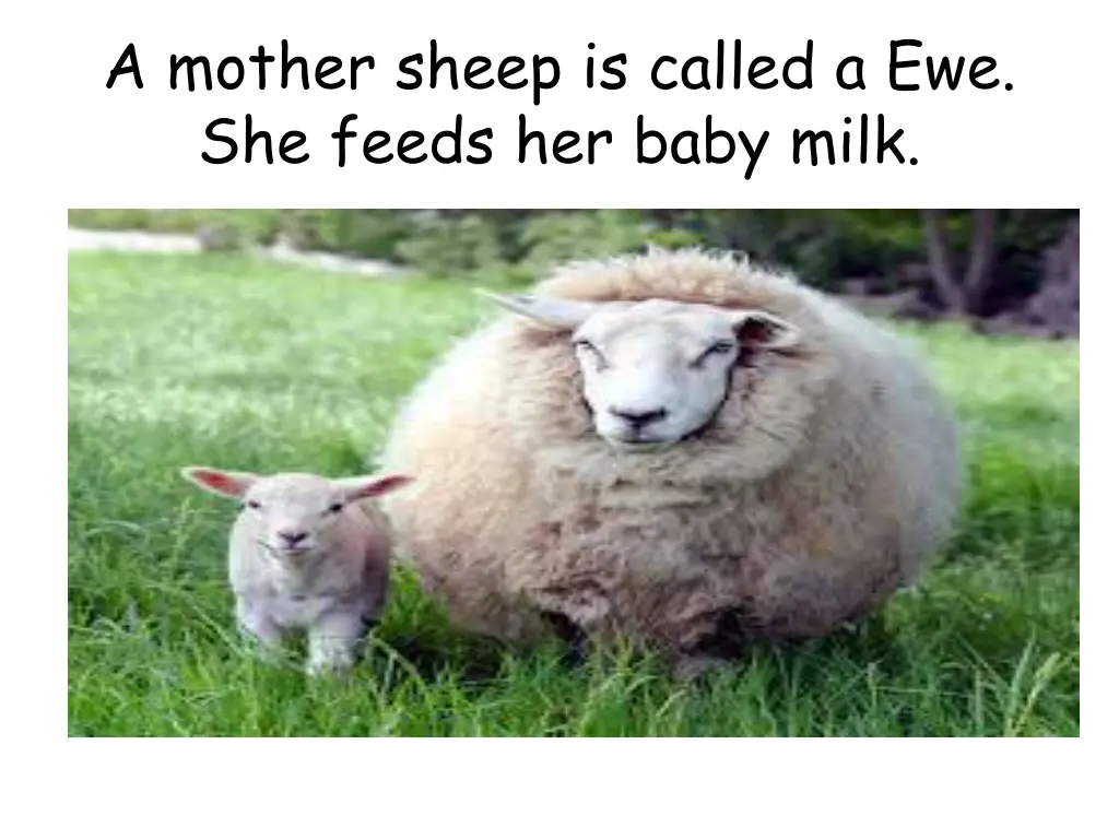 a mother sheep is called a ewe she feeds her baby