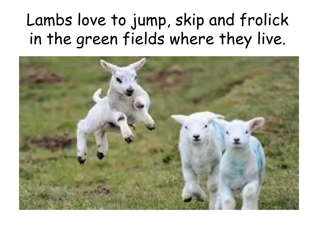 lambs love to jump skip and frolick in the green