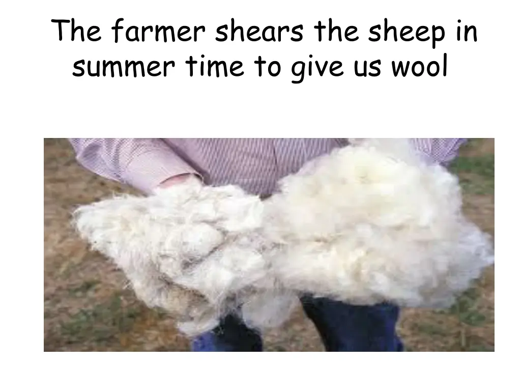 the farmer shears the sheep in summer time