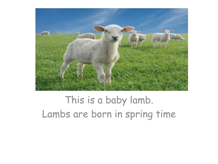 this is a baby lamb lambs are born in spring time