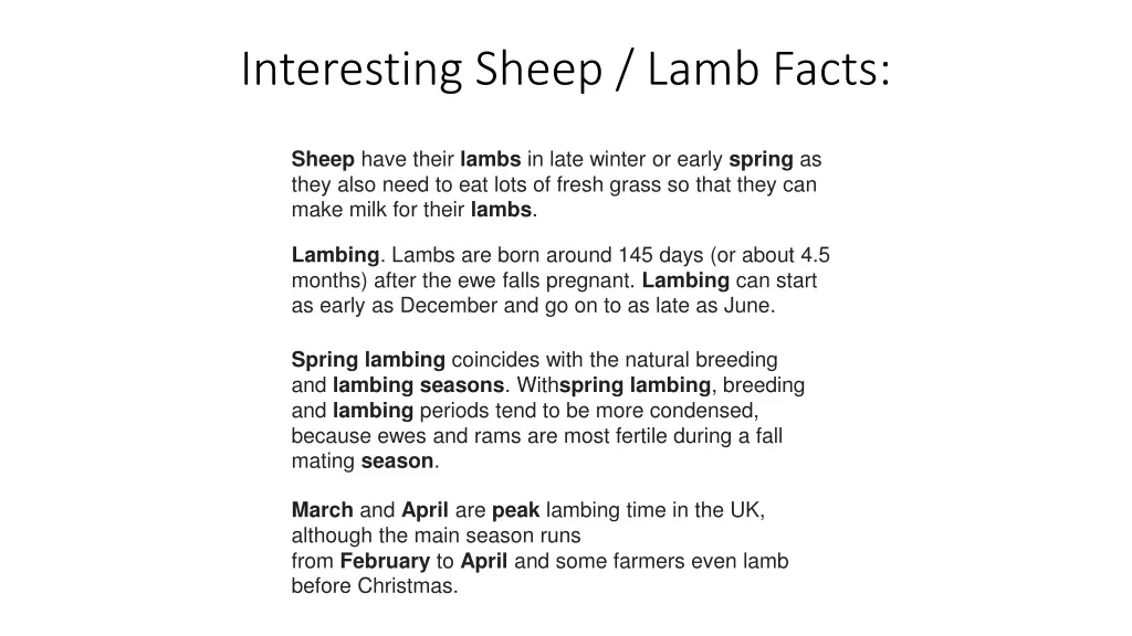 interesting sheep lamb facts