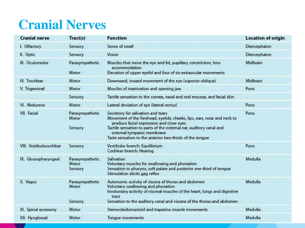 cranial nerves