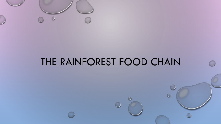 the rainforest food chain