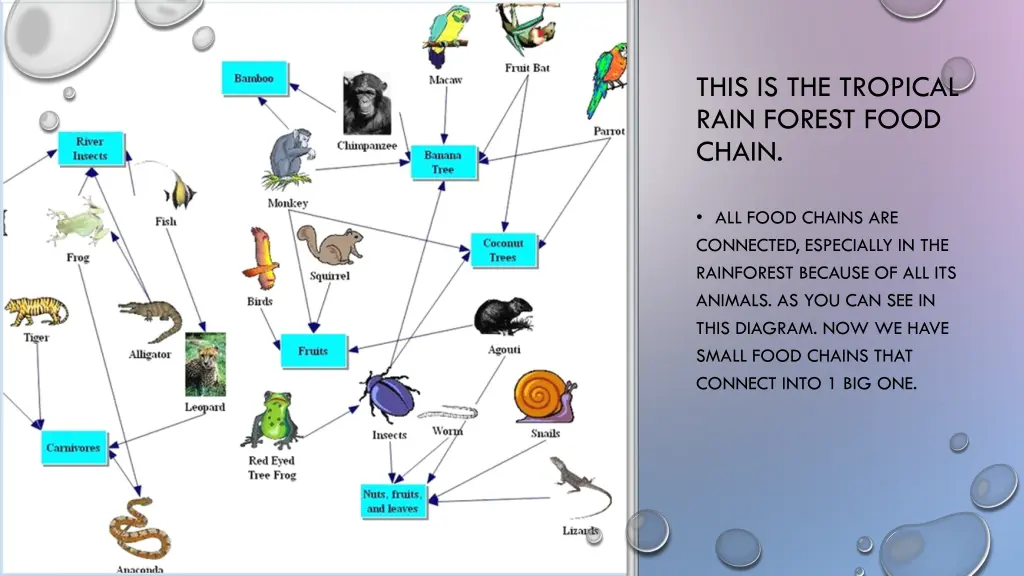 this is the tropical rain forest food chain