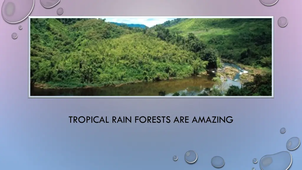 tropical rain forests are amazing