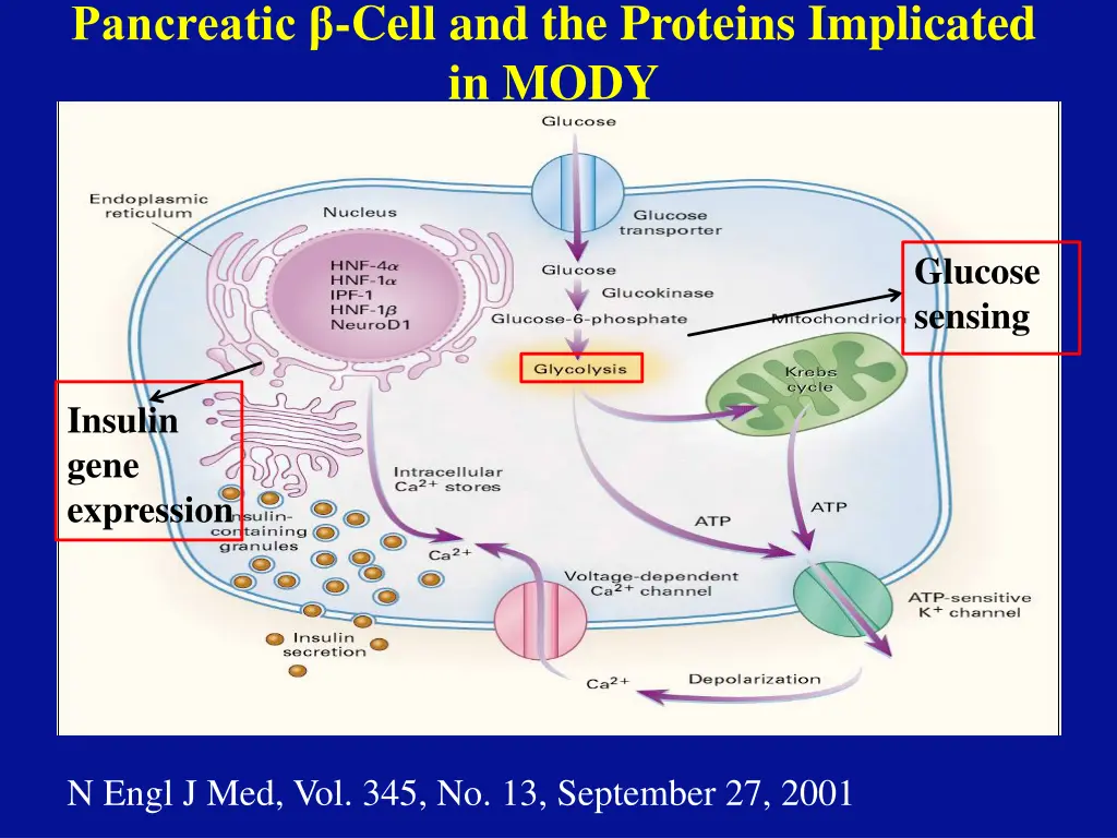 pancreatic cell and the proteins implicated