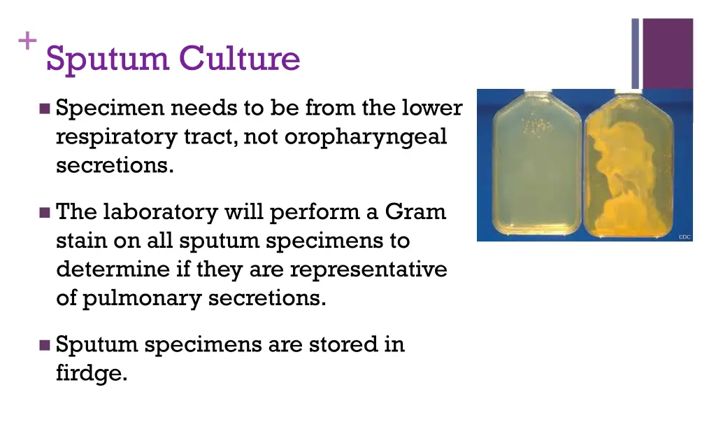 sputum culture