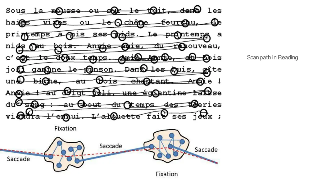 scanpath inreading