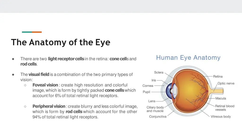 the anatomy of the eye