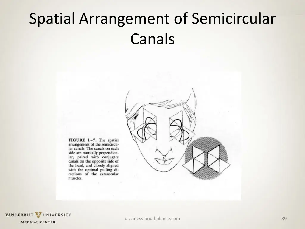 spatial arrangement of semicircular canals