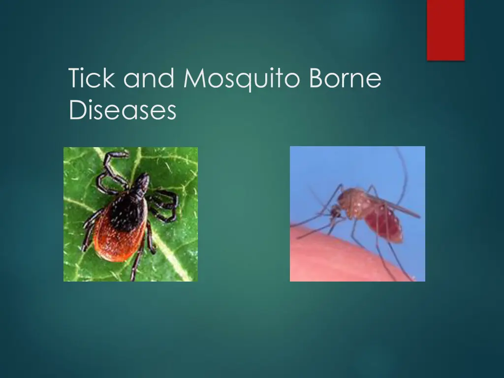 tick and mosquito borne diseases