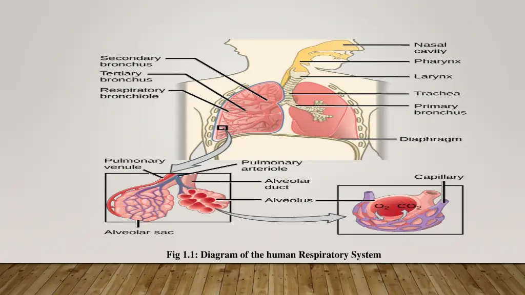 fig 1 1 diagram of the human respiratory system