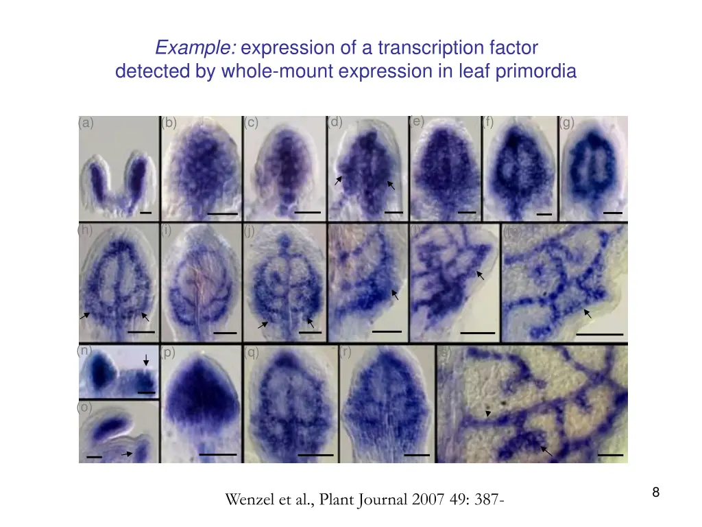 example expression of a transcription factor