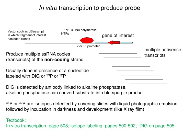 in vitro transcription to produce probe