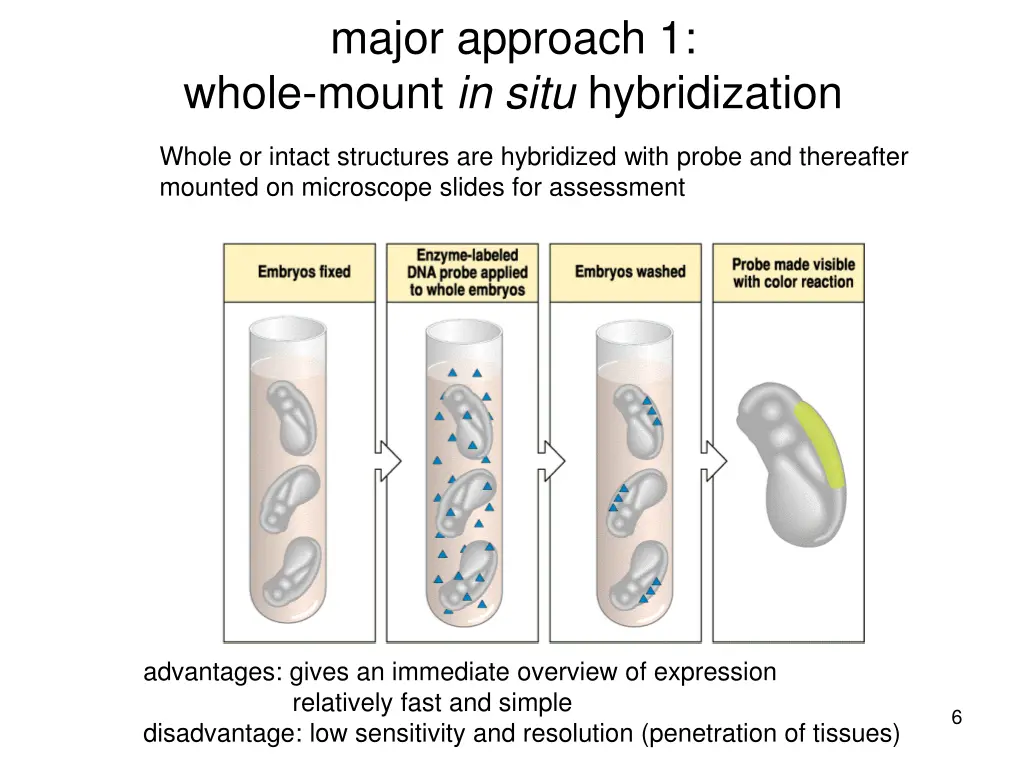 major approach 1 whole mount in situ hybridization