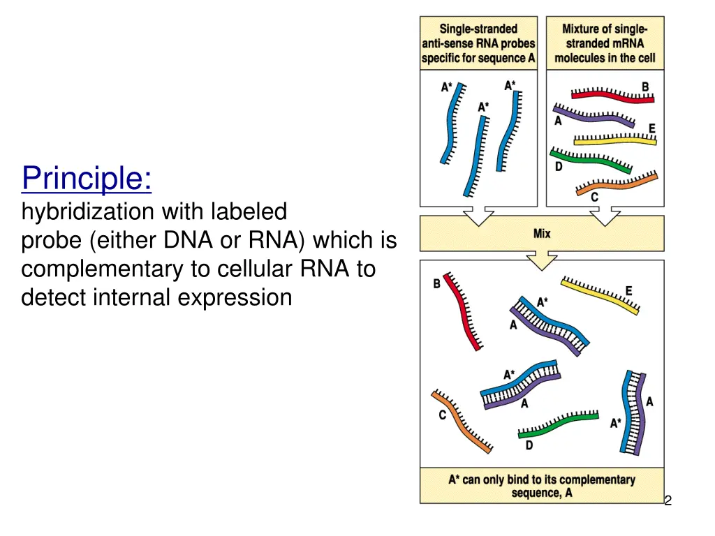 principle hybridization with labeled probe either