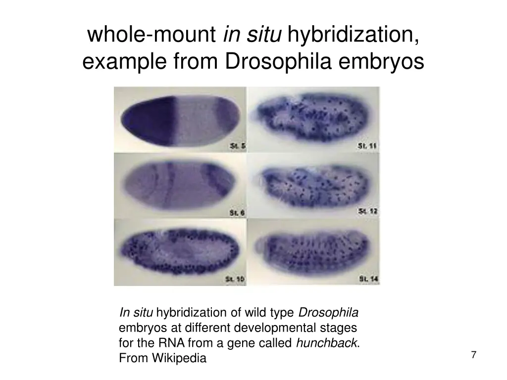 whole mount in situ hybridization example from