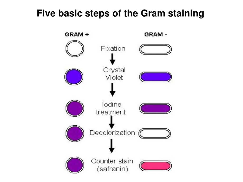 five basic steps of the gram staining