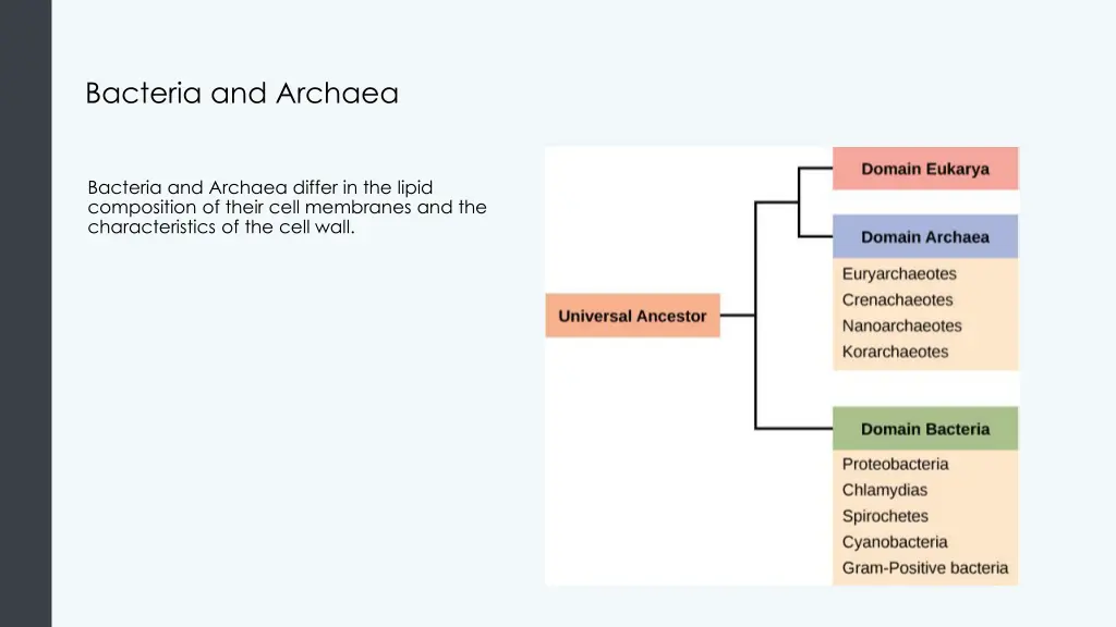 bacteria and archaea