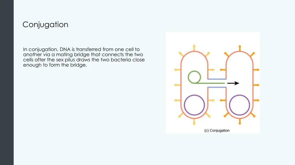 conjugation