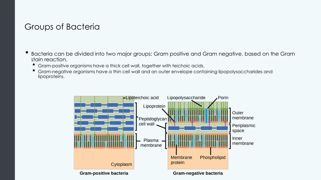 groups of bacteria