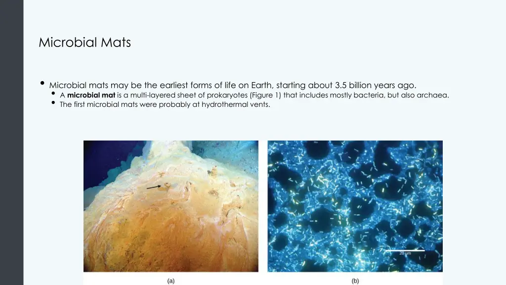 microbial mats