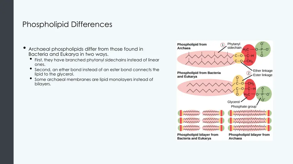 phospholipid differences